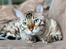 Bengal Amberheart Lumiére 