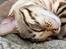Bengal Amberheart Lumiére 