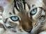 Bengal Amberheart Lumiére 