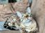 Bengal Amberheart Lumiére 