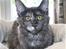 Maine Coon Cybercats Renata