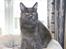 Maine Coon Blackangel's Magby
