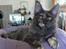 Maine Coon Cybercats Renata