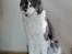 Maine Coon Blackangel's Guldkaramel D. 24.03.2025
