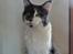 Maine Coon Blackangel's Guldkaramel D. 24.03.2025