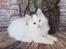 Kurilean Bobtail DK KorZhik's Fru Petrell