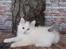 Kurilean Bobtail DK KorZhik's Fru Petrell
