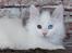 Kurilean Bobtail DK KorZhik's Fru Petrell