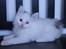 Kurilean Bobtail DK KorZhik's Fru Petrell