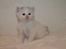 Kurilean Bobtail DK KorZhik's Fru Petrell