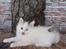 Kurilean Bobtail DK KorZhik's Fru Petrell