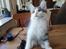 Kurilean Bobtail DK KorZhik's Emil