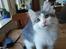 Kurilean Bobtail DK KorZhik's Emil