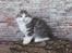 Kurilean Bobtail DK KorZhik's Emil