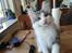 Kurilean Bobtail DK KorZhik's Emil