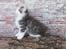 Kurilean Bobtail DK KorZhik's Emil