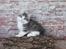 Kurilean Bobtail DK KorZhik's Emil