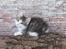 Kurilean Bobtail DK KorZhik's Emil