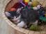 Kurilean Bobtail DK KorZhik's Emil