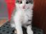 Kurilean Bobtail DK KorZhik's Emil