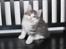 Kurilean Bobtail DK KorZhik's Emil