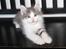 Kurilean Bobtail DK KorZhik's Emil