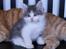 Kurilean Bobtail DK KorZhik's Emil