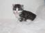 Kurilean Bobtail DK KorZhik's Emil