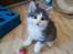 Kurilean Bobtail DK KorZhik's Emil