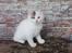 Kurilean Bobtail DK KorZhik's Alfred