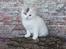 Kurilean Bobtail DK KorZhik's Alfred