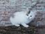 Kurilean Bobtail DK KorZhik's Alfred