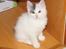 Kurilean Bobtail DK KorZhik's Alfred