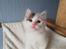 Kurilean Bobtail DK KorZhik's Alfred