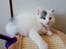 Kurilean Bobtail DK KorZhik's Alfred