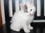Kurilean Bobtail DK KorZhik's Alfred