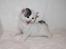 Kurilean Bobtail DK KorZhik's Alfred