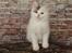 Kurilean Bobtail DK KorZhik's Alfred