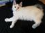 Kurilean Bobtail DK KorZhik's Fru Petrell
