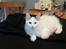 Kurilean Bobtail DK KorZhik's Fru Petrell