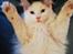 Kurilean Bobtail DK KorZhik's Fru Petrell
