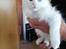Kurilean Bobtail DK KorZhik's Fru Petrell