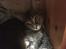 Huskat Cille