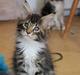 Maine Coon DK Engtoftegård's Cody