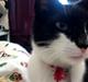Huskat Mr. Tibbs