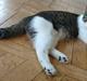 Huskat Flip-Flop