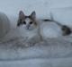 Kurilean Bobtail DK JeaTri´s Regnbue