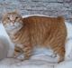 Kurilean Bobtail IP. GIC. DK KorZhik´s Miss Marple