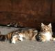 Maine Coon Abbie 