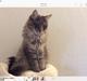 Maine Coon Samson